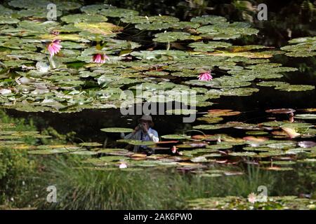 Giverny Garten Von Claude Monet Normandie Usage Worldwide Stock Photo Alamy