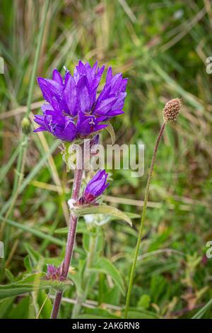 Clustered Bellflower or Dane's blood growing wild at St Cyrus nature reserve in Scotland. Stock Photo