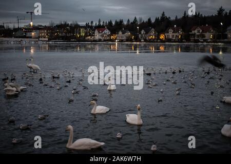 Reykjavik pond in full winter, Iceland, january 2020 Stock Photo