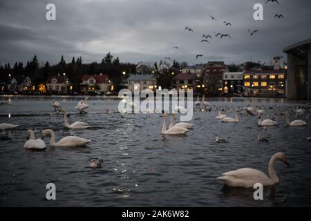 Reykjavik pond in full winter, Iceland, january 2020 Stock Photo