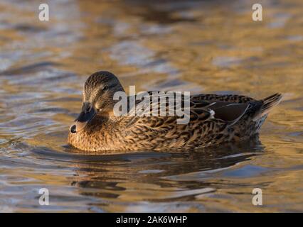 Mallard, Anas platyrhynchos,  Single adult female swimming.  Slimbridge WWT, Gloucestershire, UK. Stock Photo