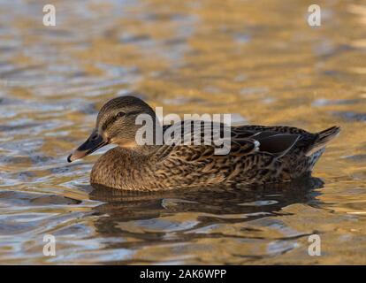 Mallard, Anas platyrhynchos,  Single adult female swimming.  Slimbridge WWT, Gloucestershire, UK. Stock Photo