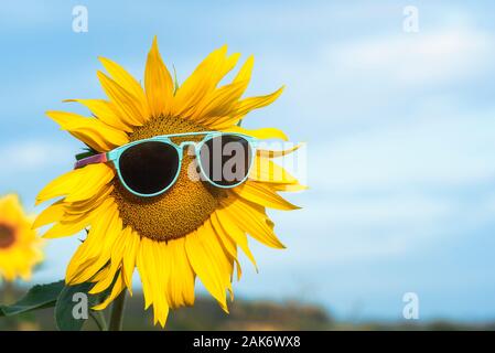 Yellow sunflower with sunglasses against a blue sky, on summer sunny day. Happy and sunny summer concept. Summer vacation background. Bloom sunflower Stock Photo