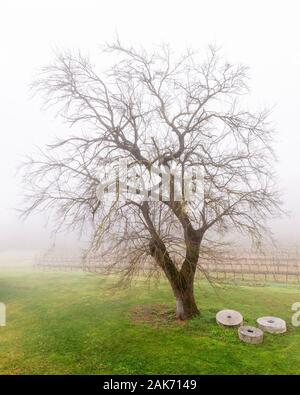 Beautiful old mulberry tree shrouded in mist with stone millstones next to it and vineyard in the background Stock Photo