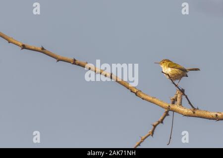 The plain prinia, also known as the plain wren-warbler or white-browed wren-warbler. Stock Photo