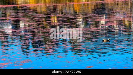 Pink, green and blue duck in a bathtub Stock Photo - Alamy