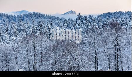 Coniferous forest in the mountains covered with snow Stock Photo