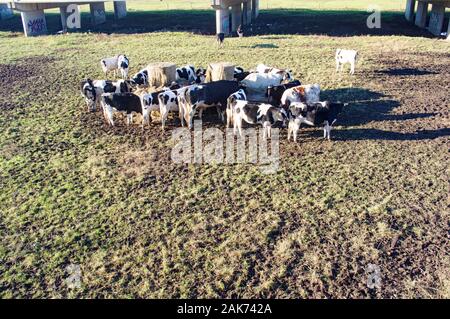Holstein Friesian cows in meadow eating hay Stock Photo