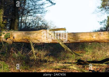 Dead tree trunk at Posbank National park Veluwe near Rheden, Netherlands. Stock Photo