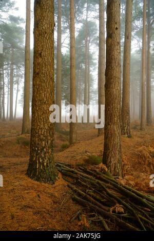 Scots pines Pinus sylvestris  on a misty winter morning on Ashdown forest. Stock Photo