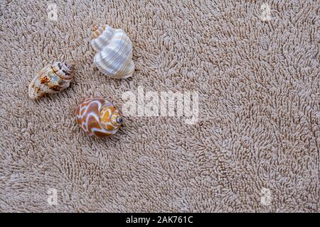 empty triton snail shells on a beige colored cotton towel with beautiful patterns Stock Photo
