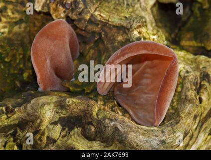 Brown fruiting bodies of Jew’s ear, a saprophytic fungus, growing on dead wood Stock Photo