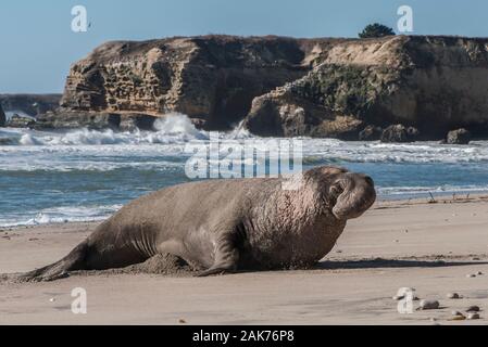 A male northern elephant seal (Mirounga angustirostris), from Northern California in Ano Nuevo State Park. Stock Photo