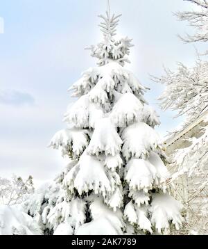 Heavily snow laden evergreen tree on a light blue sky background. Copyspace. Stock Photo