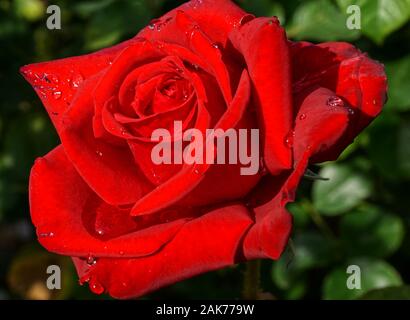 Rose, Loving Memory Stock Photo