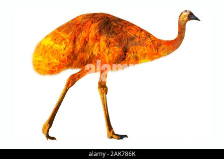 Composition about emu wildlife in the Australian bushfires in 2020. Emu with fire isolated on white background. Dromaius novaehollandiae species. Stock Photo