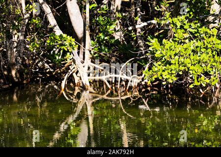 Mangrove forest in shallow water on Sanibel Island, Florida, USA Stock Photo