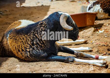 A black sheep lies on a dusty street in Goree Island, Senegal, Africa. Next to it has a container of food. Resting in the shade of stone houses. Stock Photo