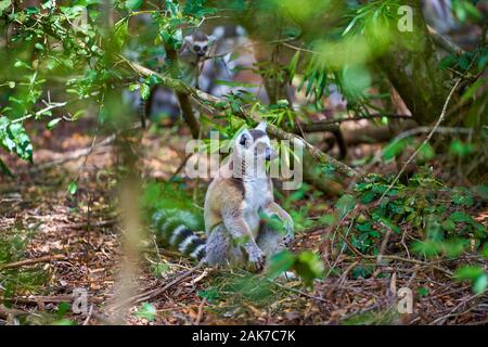 Lemur and vervet monkey Stock Photo