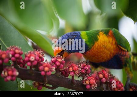 A close up of a colourful Rainbow Lorikeet bird feeding on pink flowers in Australia Stock Photo