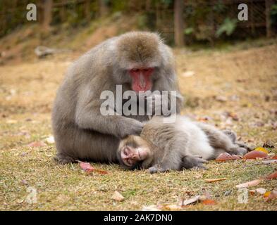 Japanese macaque monkeys in Iwatayama Monkey Park, Arashiyama, Kyoto, Japan Stock Photo