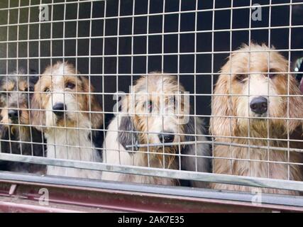 pack of hounds in trailer, Wales Stock Photo