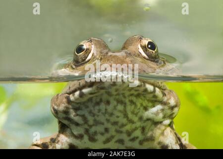 IBERIAN WATER, or SOUTHERN MARSH FROG Pelophylax (Rana) perezi. Spain. Stock Photo