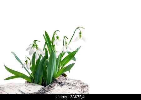 A bouquet of snowdrops-the first spring flowers, on a white background. A flower symbolizing the arrival of spring. Isolated. Stock Photo