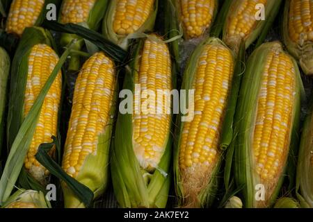fresh corn on market , corncobs closeup Stock Photo