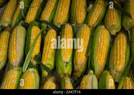 fresh corn on market , corncobs closeup Stock Photo