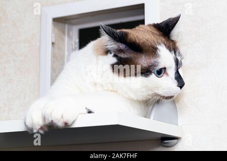 A cat half-breed of snow-shoe sits in a chair in the apartment and looks up to the side Stock Photo