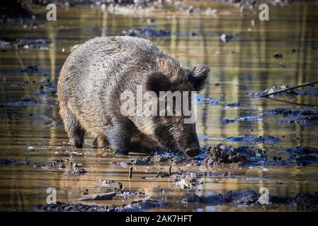 Central Europe Wild Boar in the Mud (Sus Scrofa)