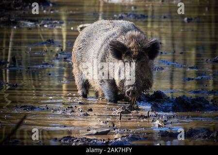 Central Europe Wild Boar in the Mud (Sus Scrofa) Stock Photo