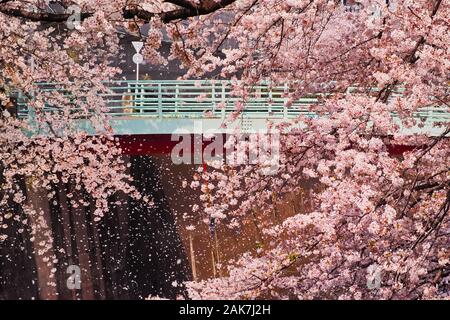 サクランボからひょっこり♡シロクマ(濃ピンク) Let's all go cherry blossom viewing? Exciting Map Lizard Edition