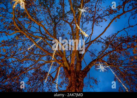 tree with icicle and star lights Stock Photo