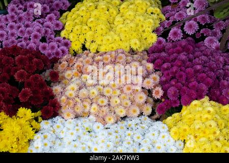 Dahlia pinnata flower in many colors in the same picture. They have different colors. Photo was taken in a flower market. Stock Photo