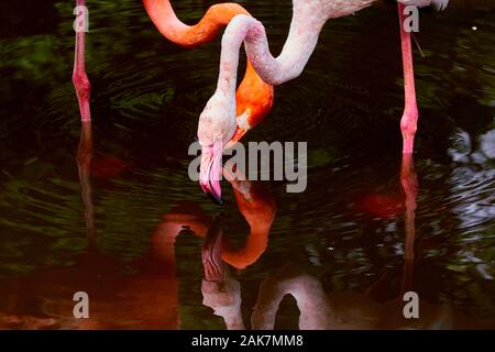 Birds in bird of Eden, Tsitsicam South Africa in 2020 Stock Photo