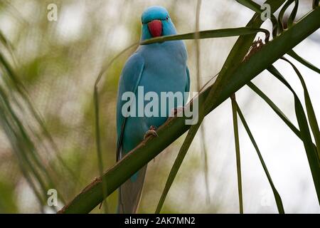 Birds in bird of Eden, Tsitsicam South Africa in 2020 Stock Photo