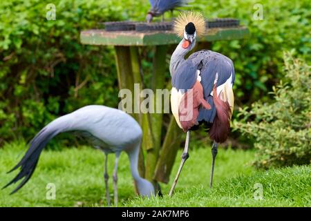 Birds in bird of Eden, Tsitsicam South Africa in 2020 Stock Photo