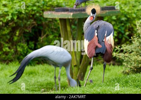 Birds in bird of Eden, Tsitsicam South Africa in 2020 Stock Photo