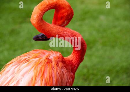 Birds in bird of Eden, Tsitsicam South Africa in 2020 Stock Photo