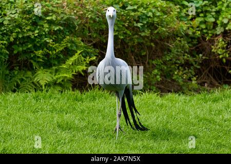 Birds in bird of Eden, Tsitsicam South Africa in 2020 Stock Photo