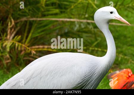 Birds in bird of Eden, Tsitsicam South Africa in 2020 Stock Photo