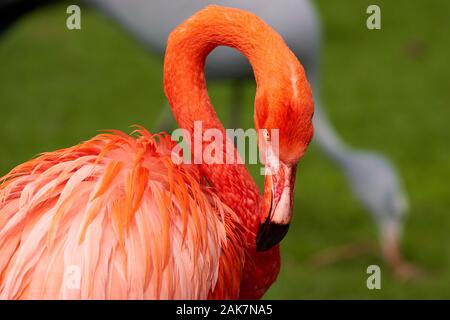 Birds in bird of Eden, Tsitsicam South Africa in 2020 Stock Photo