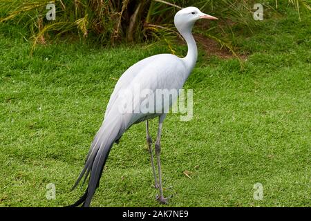 Birds in bird of Eden, Tsitsicam South Africa in 2020 Stock Photo