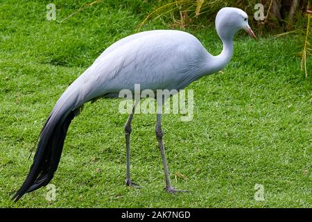 Birds in bird of Eden, Tsitsicam South Africa in 2020 Stock Photo