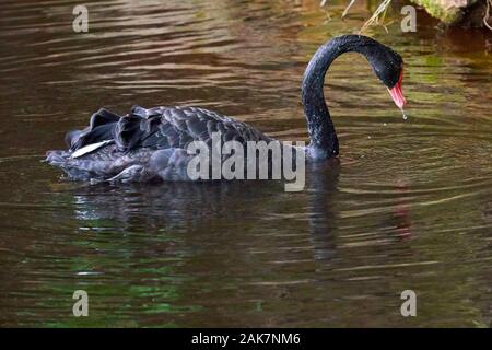 Birds in bird of Eden, Tsitsicam South Africa in 2020 Stock Photo