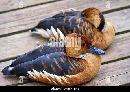 Birds in bird of Eden, Tsitsicam South Africa in 2020 Stock Photo