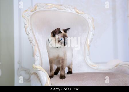 The theme of wealth and luxury. The impudent narcissistic cat of breed Mekong Bobtail poses on a vinage chair in an expensive interior. Thai cat with Stock Photo
