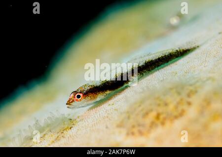 Common Ghostgoby, Pleurosicya mossambica, Gobioidei Family, on Cushion Star (Culcita novaeguinea, Oreasteridae Family), Sedam dive site, Amed, Bali, I Stock Photo